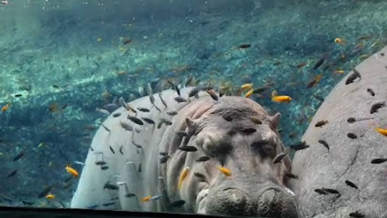 Das schläfrige Nilpferd genießt die Fisch-Spa-Behandlung durch seine tropischen Aquarienkollegen