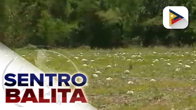 Ilang mga magsasaka sa Puerto Princesa, Palawan, nabigyan ng lupa sa ilalim ng administrasyong Marcos;