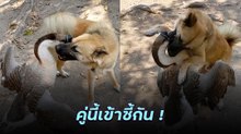 น้องหมากับห่าน เพื่อนซี้ต่างสายพันธุ์ นี่นัวเนียกันไม่ได้สวบกันใช่ไหม ?