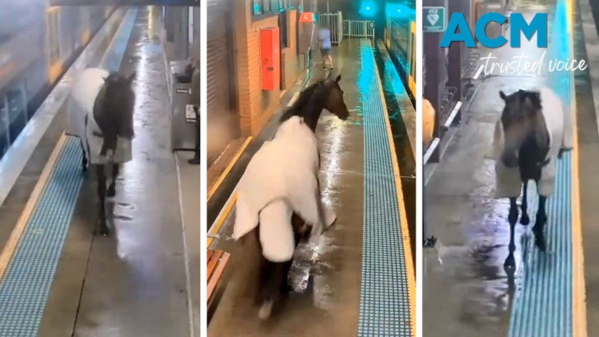 A retired racehorse, appearing bewildered, was caught on CCTV entering Warwick Farm station, wandering the platform and startling commuters, who quickly scrambled to hide or flee from the unexpected visitor.