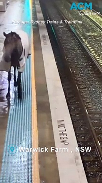 A horse trots into a... train station!