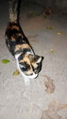 Funny kitten #viral #trending #foryou #reels #beautiful #love #funny #delicious #fun #love #yummy