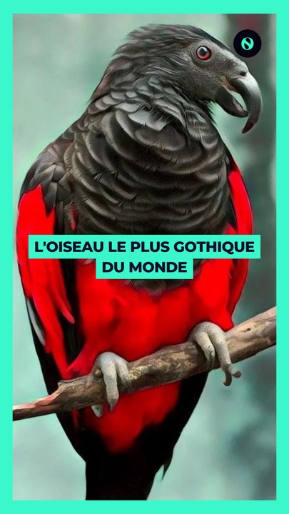  Le Perroquet Dracula  : L'oiseau le plus gothique du monde 