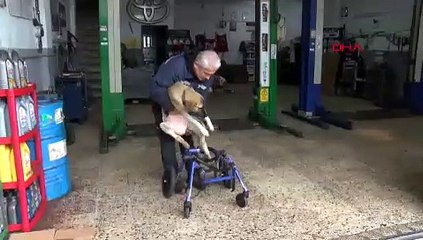 Omurgası kırılan köpeğine 4 tekerlekli yürüteç yaptı