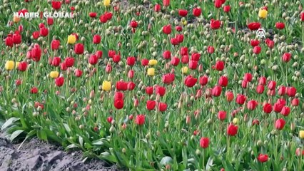 Hollanda lale üretimindeki maliyeti böyle azaltıyor: Daha az kimyasalla sıra dışı çözüm