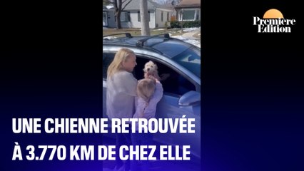 Aux États-Unis, une chienne retrouvée à 3.770 km de chez elle
