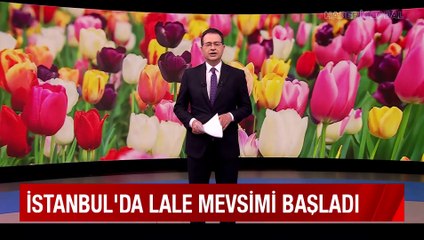 Şarkılara şiirlere konu lalelerin devri İstanbul'da yeniden başladı