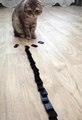 OMG Cute Cat Domino Reaction #shorts