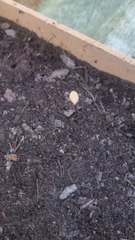 Mon Potager #33 Ep1 ; Je plante encore et encore ! #DailySeMetAuVert (Exclusivité Dailymotion)