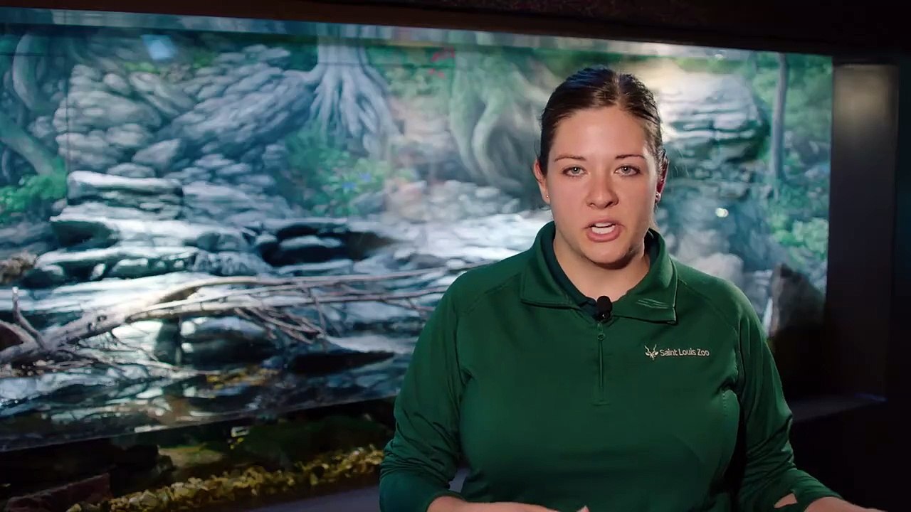 This Interesting Looking Creature Is Called the Hellbender Salamander! Find Out Why!