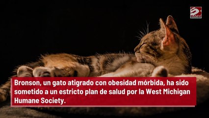 Gato obeso es puesto a dieta para perder más de 10 kilos