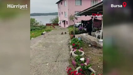 Balıkçı Adem Yılmaz, Yaren Leyleği ‘bayram şekerin' diyerek balıklarla besledi