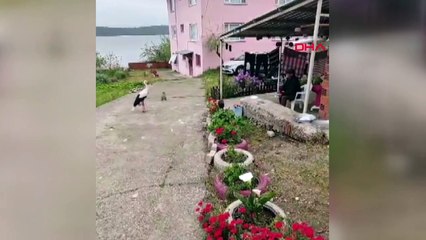 Bayram şekeri diyerek balıklara seslendi! O anlar saniye saniye kaydedildi