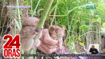 Pagdakma sa mga tarsier, iniimbestigahan ng DENR; vlogger, nag-sorry; ililipat lang daw ang mga tarsier | 24 Oras