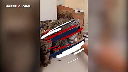 Sanki hep bu anı beklemiş: Sarman kedinin bayramlaşmadan bıkmadığı anlar güldürdü