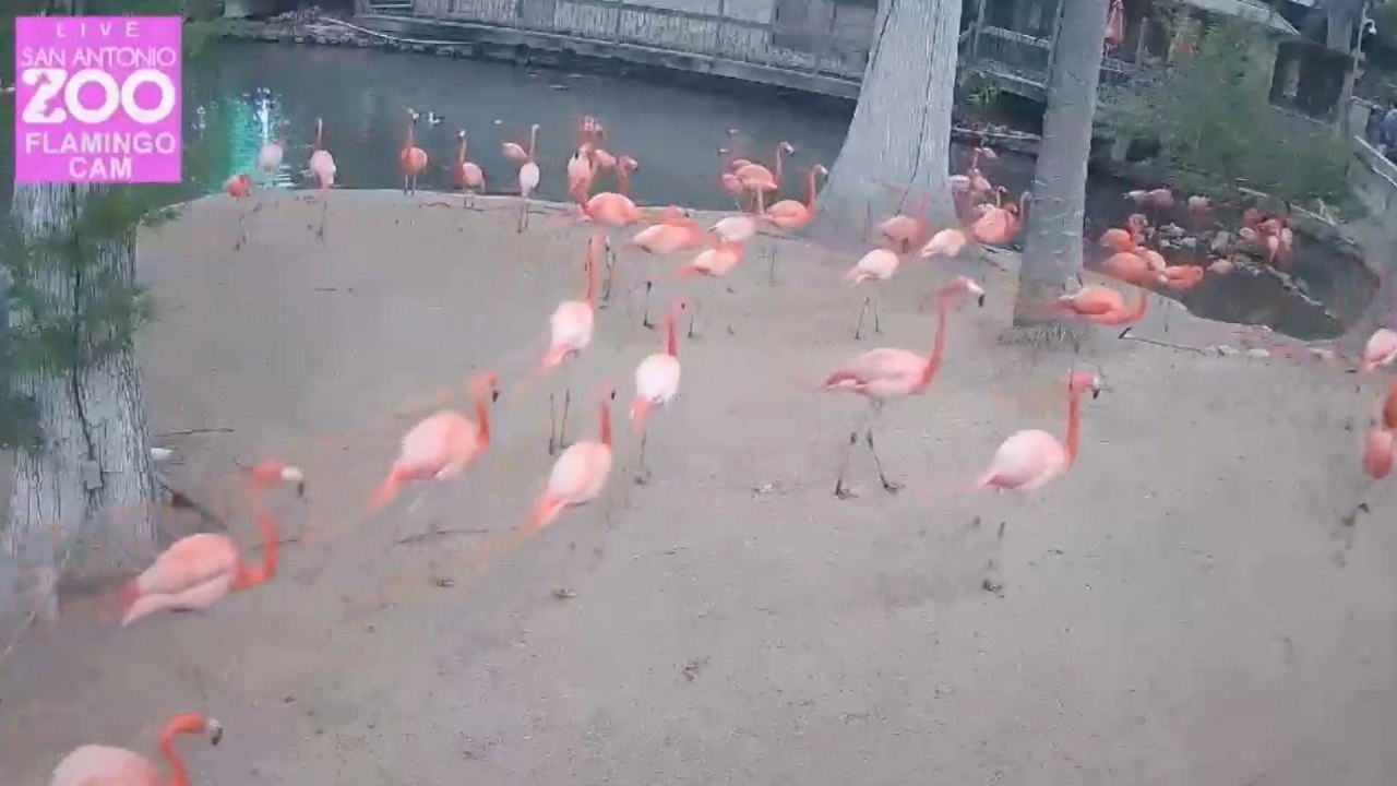 Texas Zoo Animals React to Solar Eclipse
