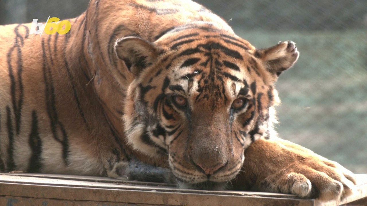 Mass of Big Cats Moving From South America to South Asia