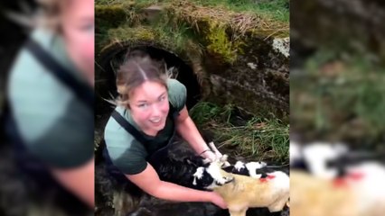 Écosse : une éleveuse rampe six mètres dans un tunnel pour secourir ses agneaux