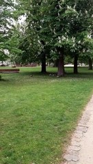 Male ducks brutally gang rape repetitively a female duck.