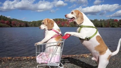 Dogs' Epic Shopping Cart Voyage_ Funny Dogs Maymo & Penny