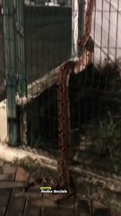 Jiboia de quase dois metros é achada em grade de unidade hospitalar no Ceará