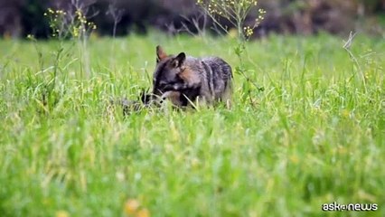 Cittadini e lupi: una convivenza possibile grazie alla scienza