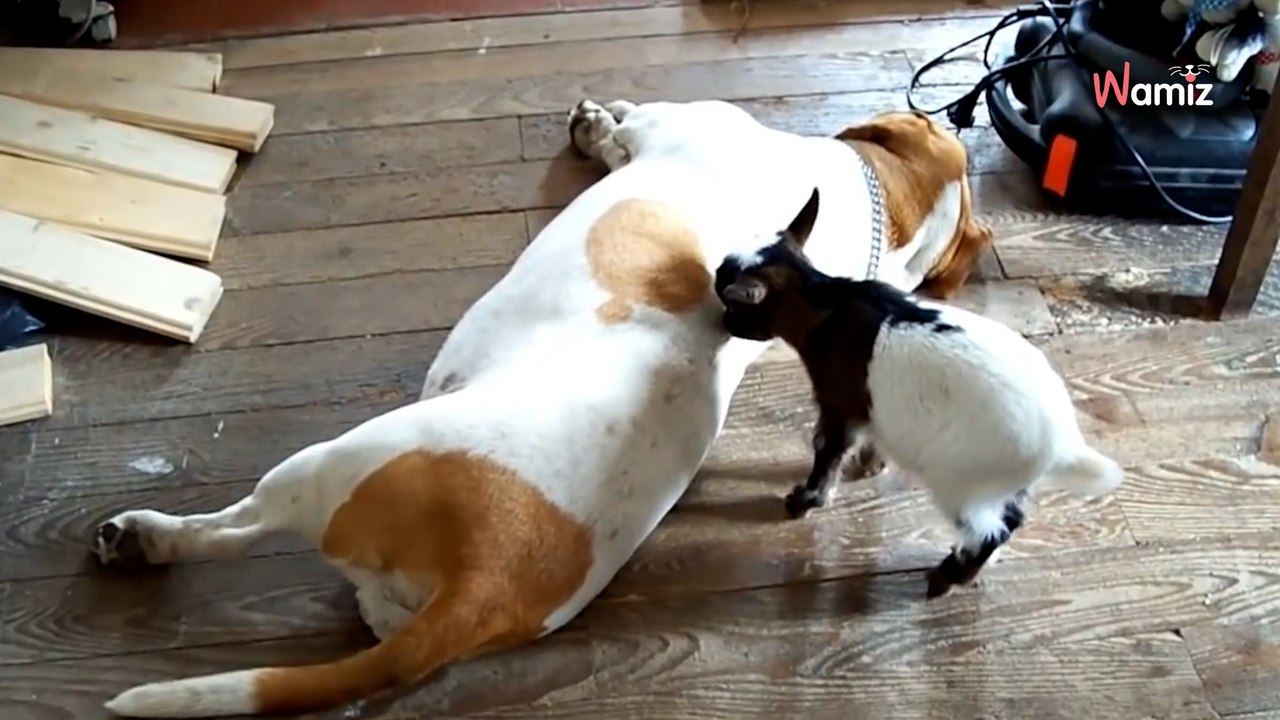 Le bébé chèvre grimpe sur le Beagle : la réaction du chien est impressionnante (Vidéo)