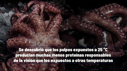 Los Pulpos Podrían Quedarse Ciegos Por El Calentamiento Global