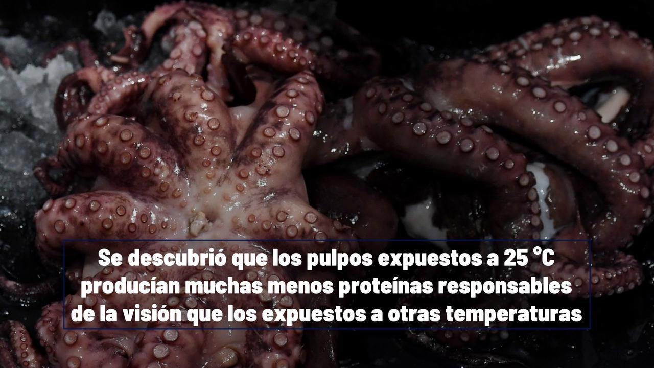 Los Pulpos Podrían Quedarse Ciegos Por El Calentamiento Global