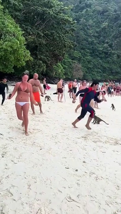 Monkey attack on beach | funny video
