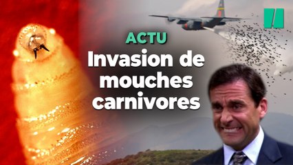 Le Costa Rica déclenche une urgence nationale à cause de larves de mouches