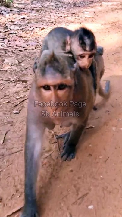 Animal's Shorts Video, Monkey Reels Video, Mankey Short, Shorts Video#Viralvideo#Trendingvideo