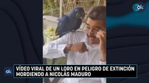 Vídeo viral de un loro en peligro de extinción mordiendo a Nicolás Maduro