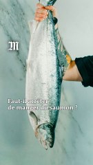 Faut-il arrêter de manger du saumon ? Comprendre en trois minutes