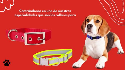 Collares para perros; la seguridad que tu mascota se merece