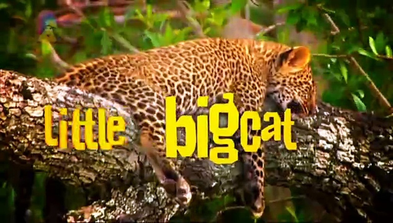 Little Big Cat: Learning