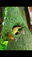 Small bird creating a beautiful nest | bird nest | jungle bird house