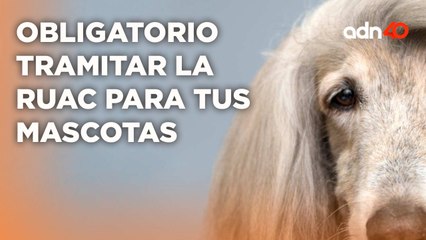 Esto es lo que debes conocer de la RUAC, podrías ir a la cárcel si no la traimtas I Tu opinión vale
