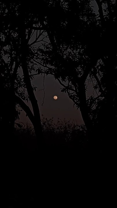Moon Night 