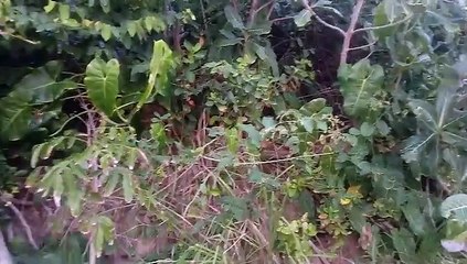 ARITUCUM (uma espécie de madeira que os jangadeiros usaram para fazer peças de suas jangadas de pesca)