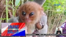 Paghawak ng 2 lalaki sa 2 tarsier, iniimbestigahan ng DENR | UB