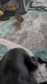 Kitten Sneaks Up on Dog
