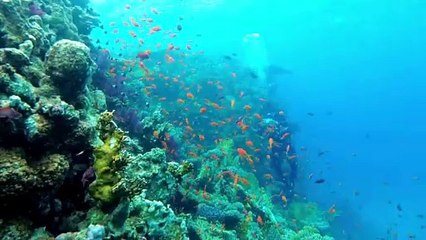 Hino CCB Eu Desejo Senhor