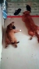 They were so tired from playing all day