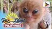 Pambubulabog ng ilang vloggers sa dalawang Tarsier sa South Cotabato, kinondena ng Philippine Tarsier Foundation;