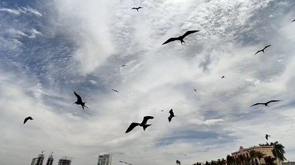 Mazatlán: Exportan a Japón aleta de tiburón, considerada “oro molido”