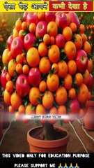 संतरा और सेब को एक साथ हाइब्रिड कैसे करे  /How to hybridize orange and apple together ? / apple