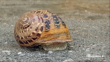 Il risveglio di una chiocciola. The awakening of the snail. Giugno 2020