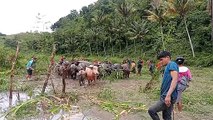 Masyarakat Adat Praing Laitaku Bajak Sawah Menggunakan Kerbau