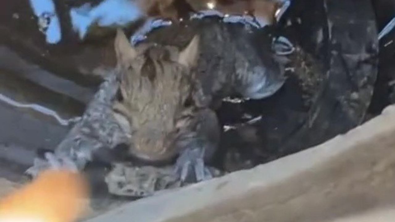 Durchnässtes eichhörnchen bekommt hilfe, nachdem es im abwasserkanal stecken geblieben ist
